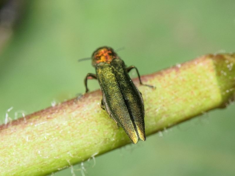 Agrilus viridis viridis (Linnaeus, 1758)